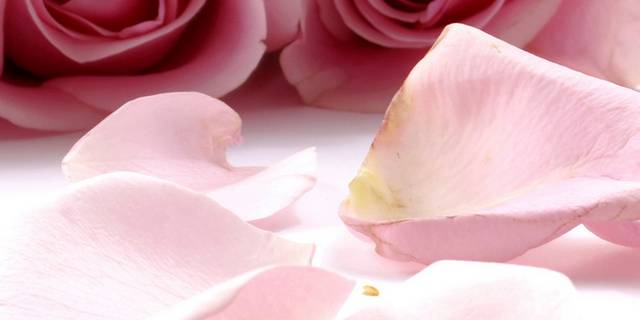 时尚大气粉色玫瑰装饰画