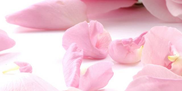 精美粉色大气花朵装饰画