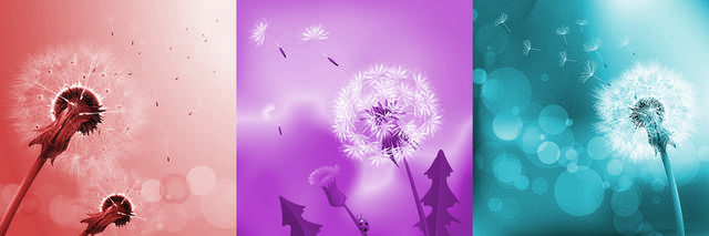 蒲公英装饰画2