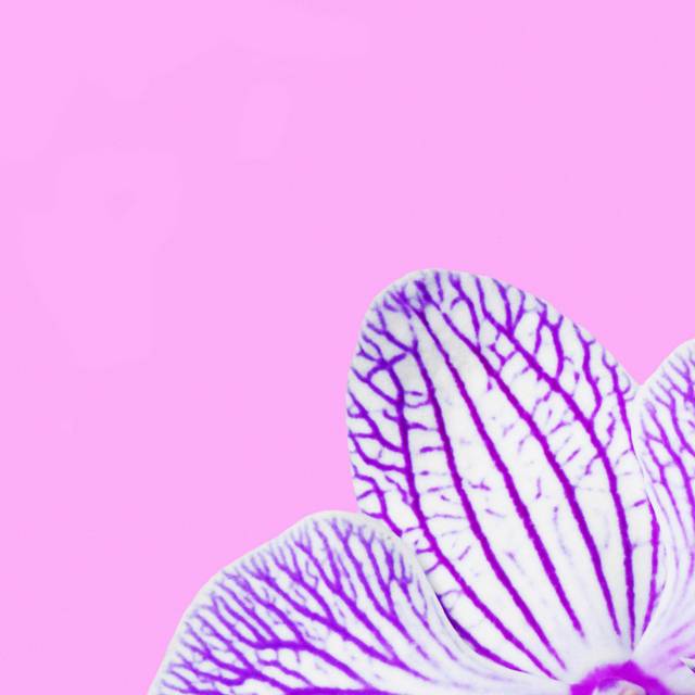 紫色鸢尾装饰画