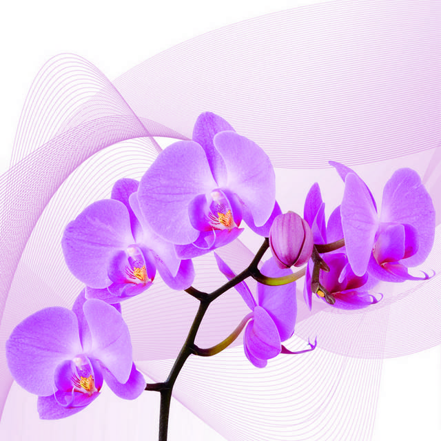 淡紫色小花装饰画