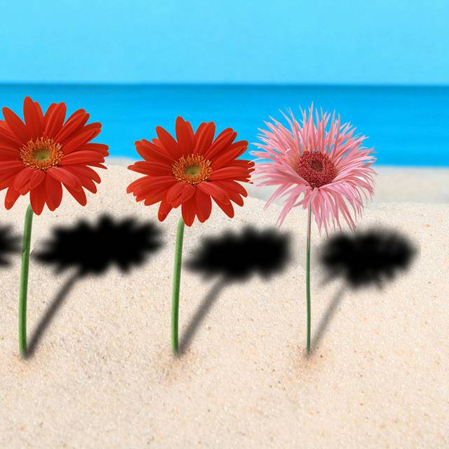 沙滩菊花装饰画2