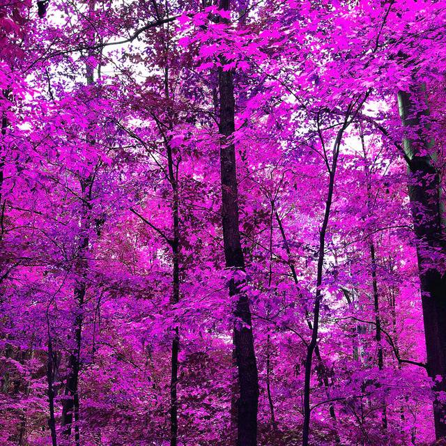 紫色的树装饰画1