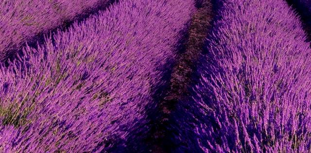 紫色薰衣草园玄关画