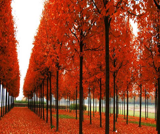 红色树林精美装饰画