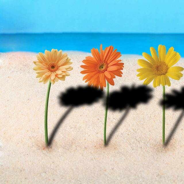 沙滩菊花装饰画
