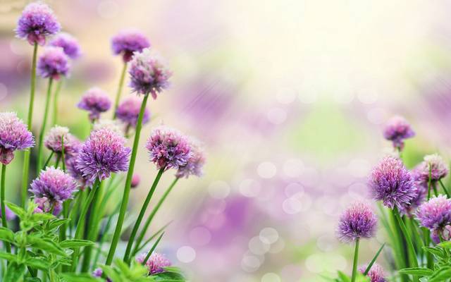 绿草紫色鲜花精美装饰画