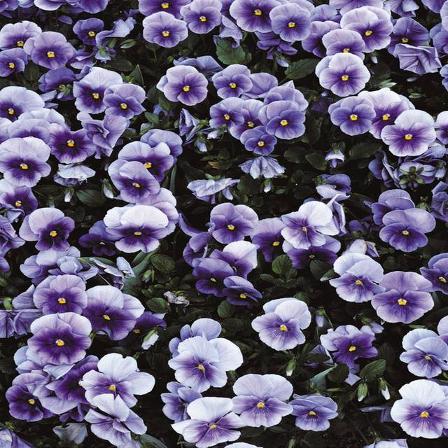 蓝紫色花丛装饰画1