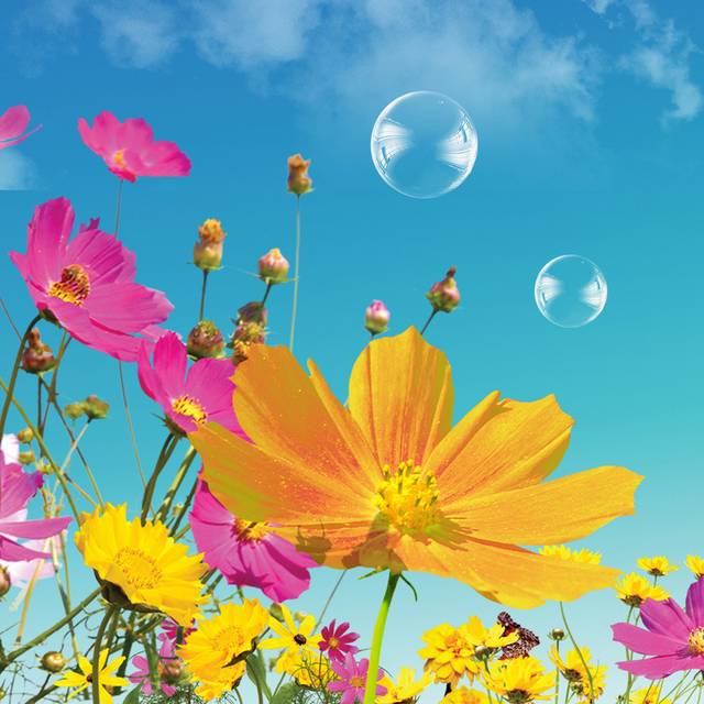 透明气泡花朵装饰画