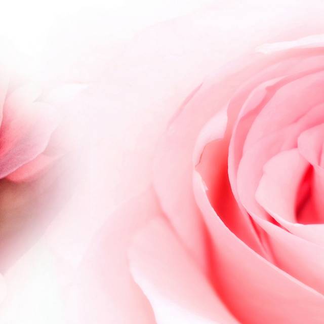 粉色玫瑰装饰画1