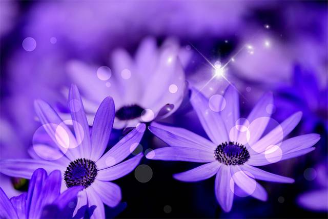 紫色炫彩精美花朵装饰画