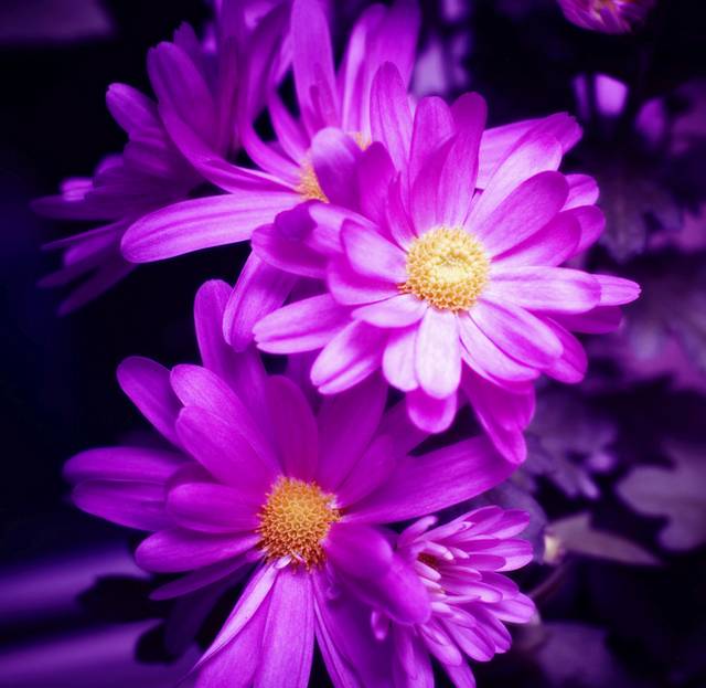 粉紫色雏菊装饰画