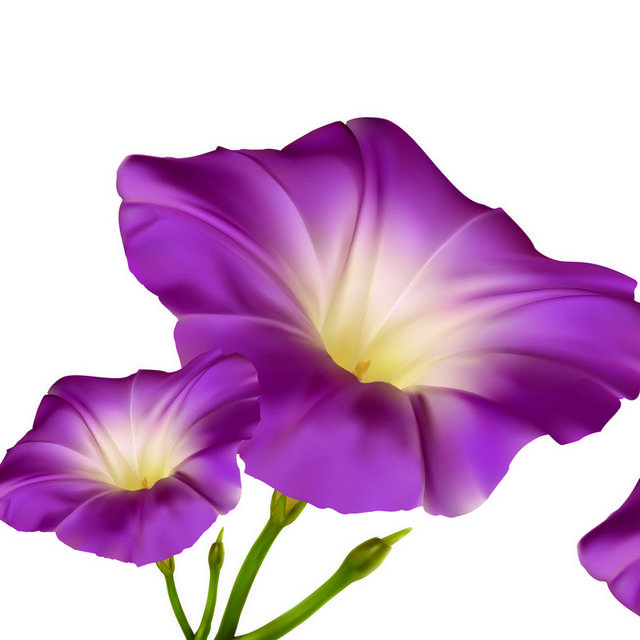紫色喇叭花装饰画