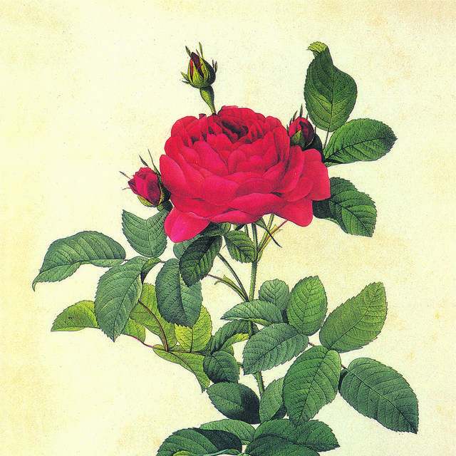 手绘红玫瑰花客厅装饰画