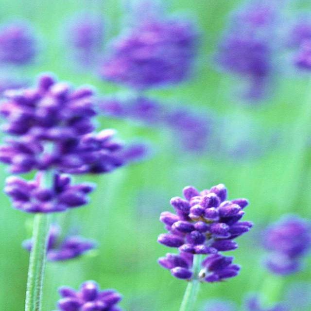 绿底紫色花卉装饰画2