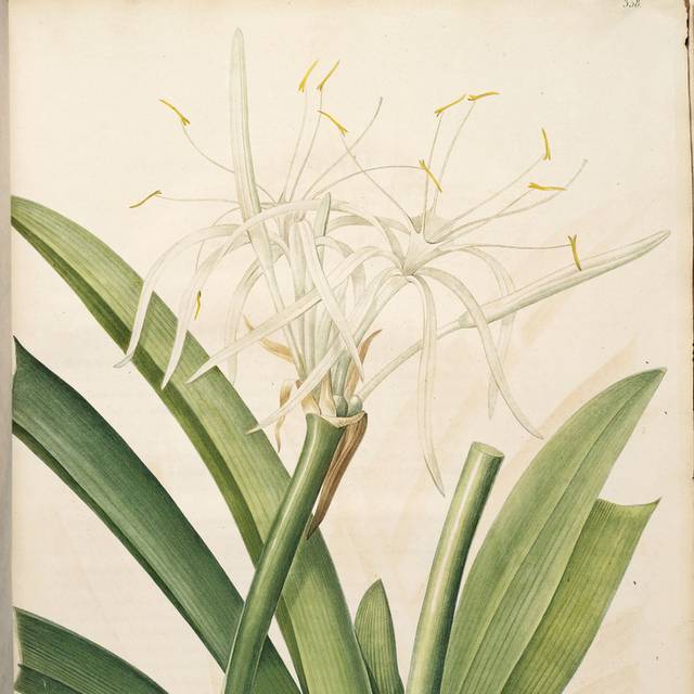美丽白花叶子装饰画2