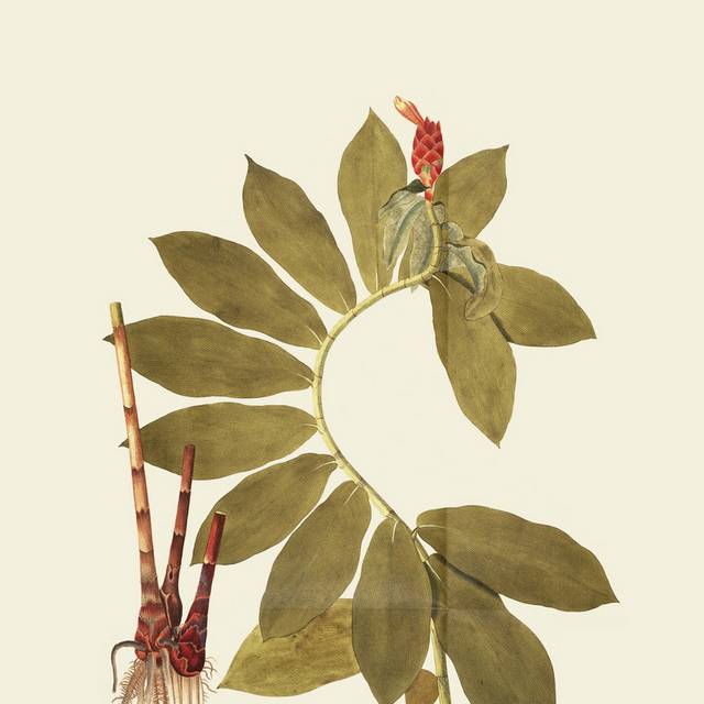 复古美丽叶子红色花朵装饰画