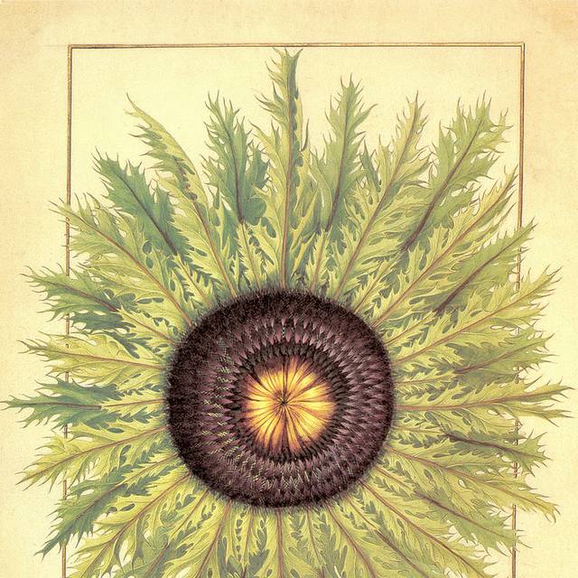 手绘植物花卉装饰画