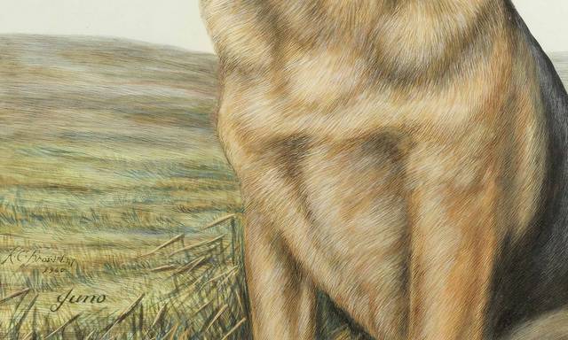 牧羊犬艺术油画装饰画