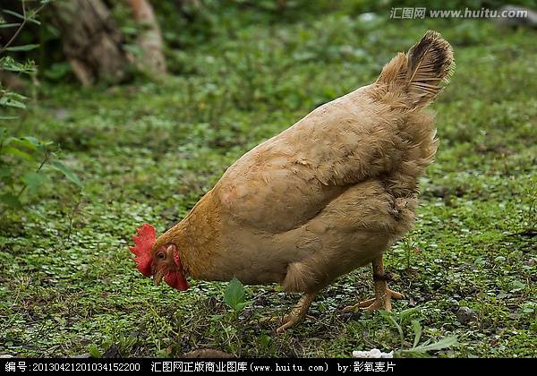 山鸡