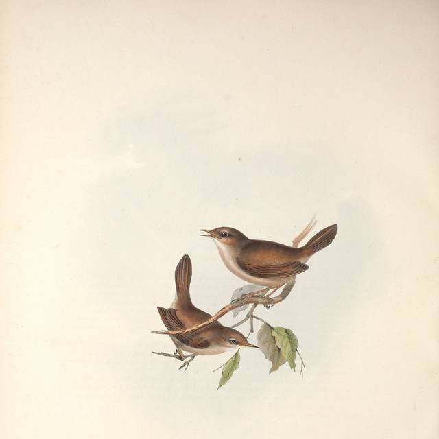棕色的小鸟装饰画2