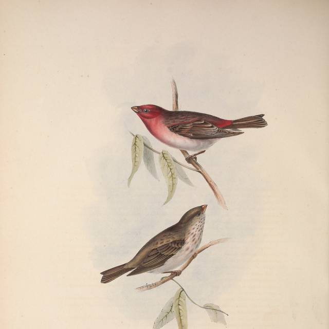 复古红棕小鸟装饰画