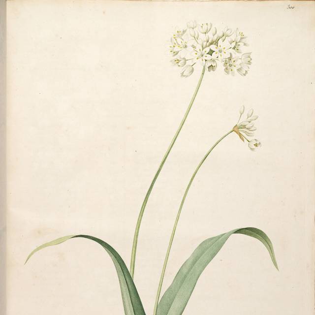 白色美丽花朵装饰画2