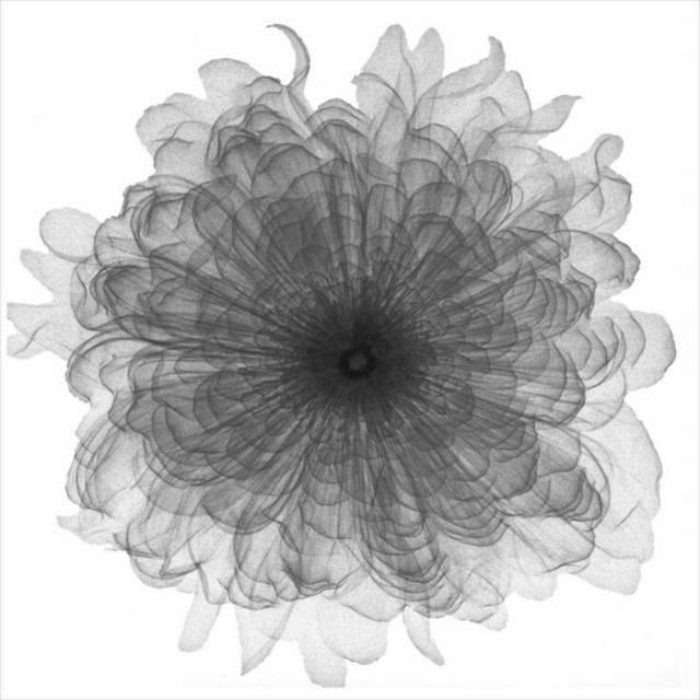 黑白透明花瓣装饰画1