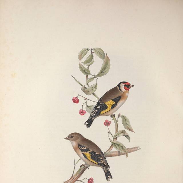 复古彩色小鸟装饰画