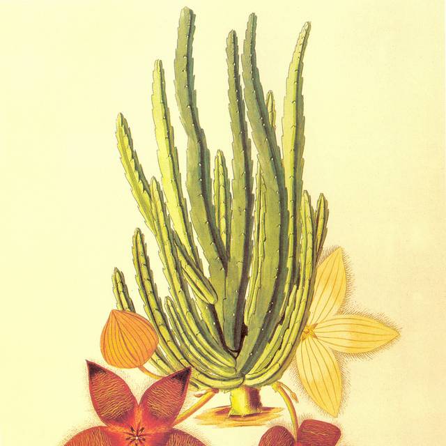 手绘植物复古装饰画2