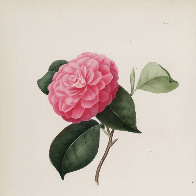高清茶花装饰画