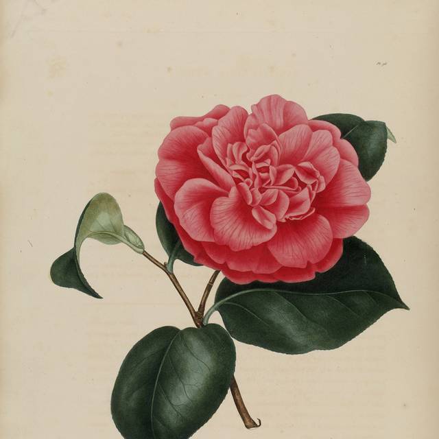 复古茶花插图1