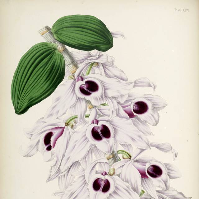 白紫色花朵装饰画