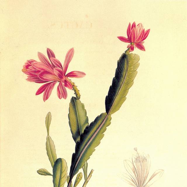 手绘简约花朵复古装饰画4