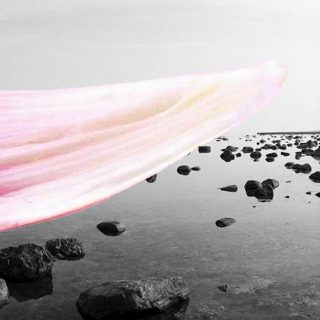 黑白海滩粉色花瓣装饰画2