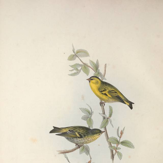 复古黄色美丽小鸟装饰画3