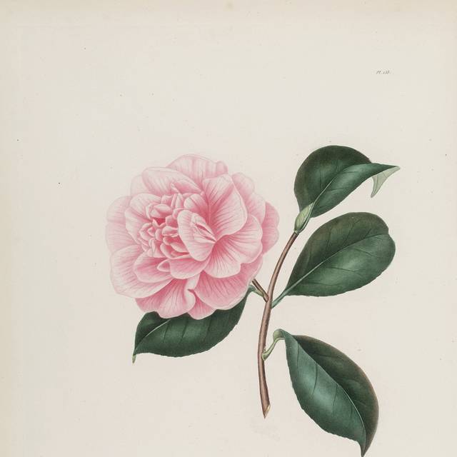 手绘茶花装饰画