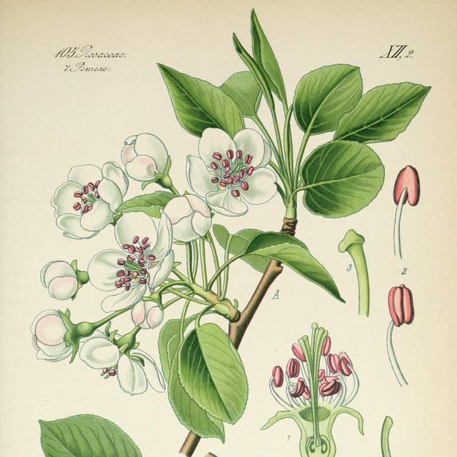 复古植物插画4