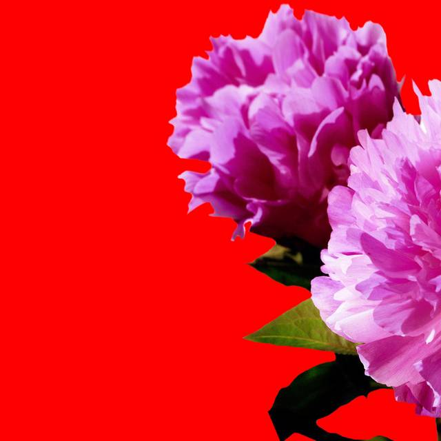 红底紫薇花装饰画