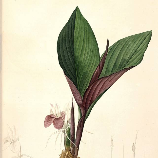 红绿叶子装饰画