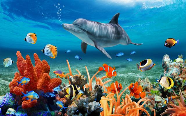 海豚珊瑚鱼群装饰画