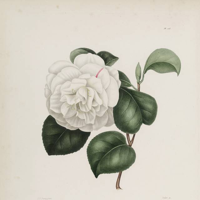 欧式茶花手绘装饰画