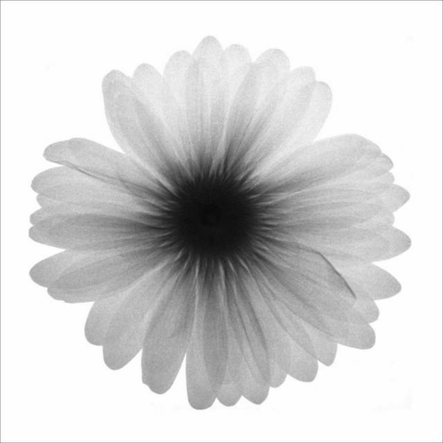 黑白透明花瓣装饰画3