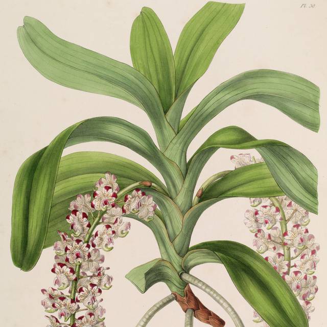 复古白紫花草装饰画 图品汇