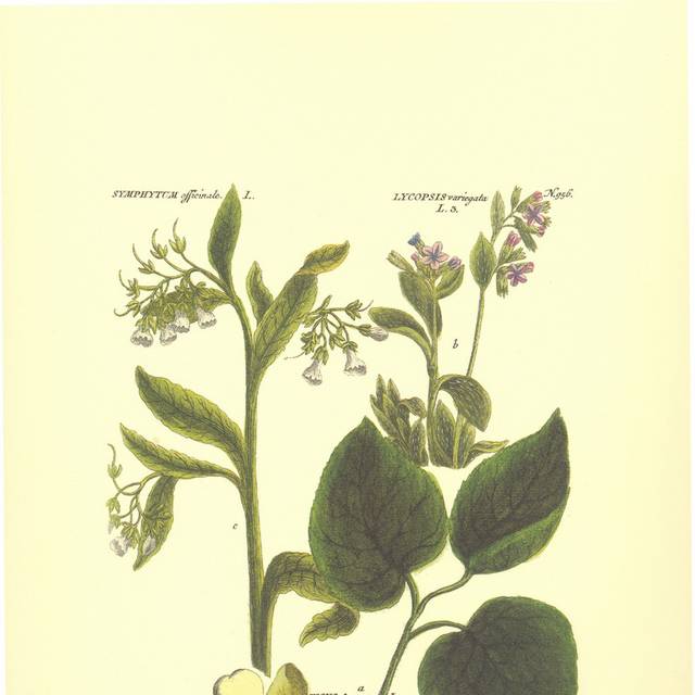 复古手绘花朵花卉装饰画
