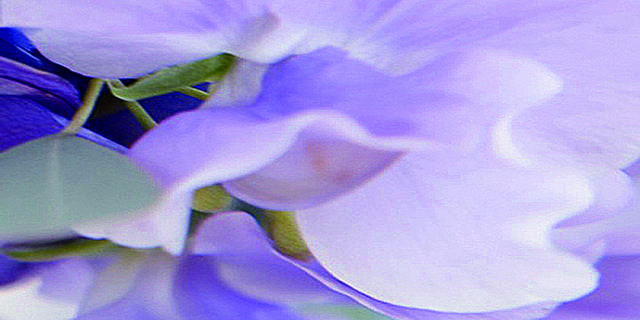 蓝紫花朵装饰画3