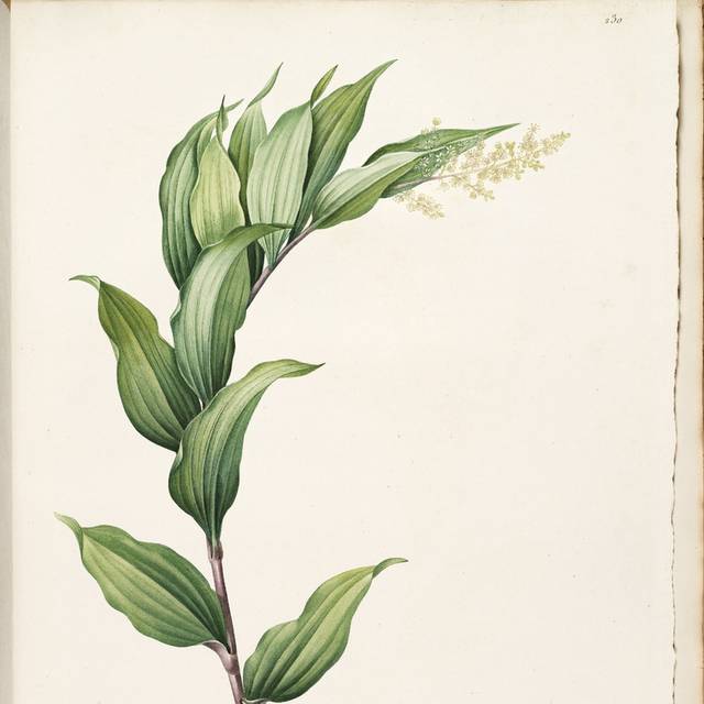 复古美丽白花装饰画