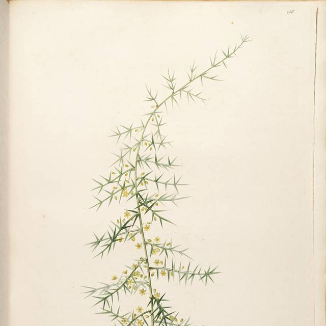 黄花叶子装饰画4