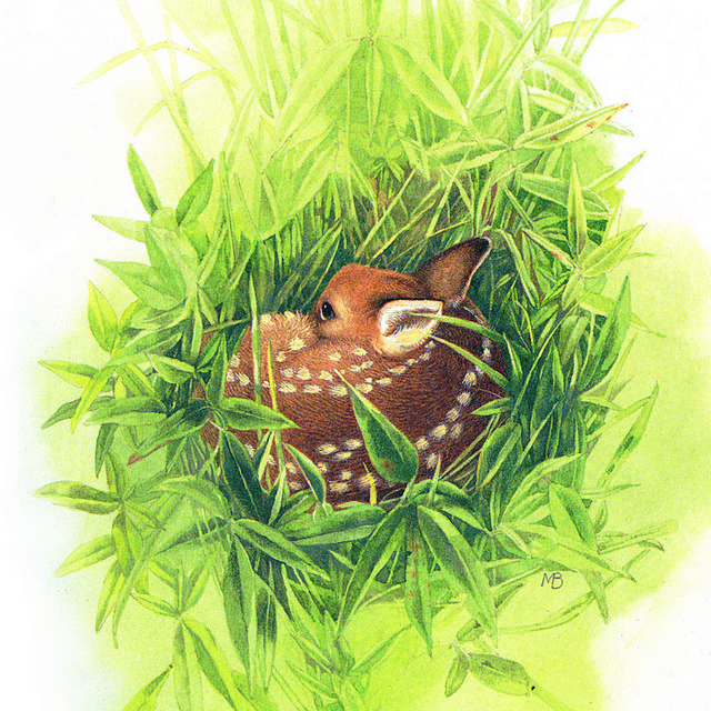 草丛中的小鹿装饰画