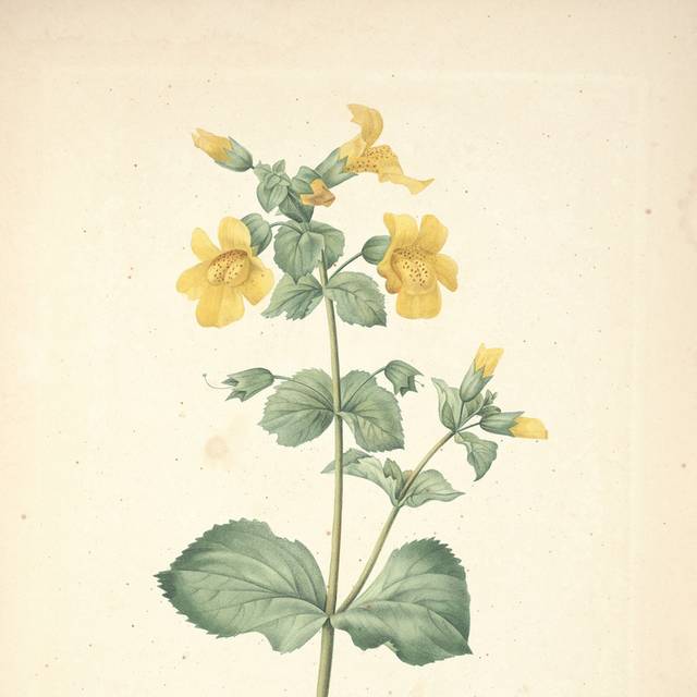 绿叶黄花装饰画2
